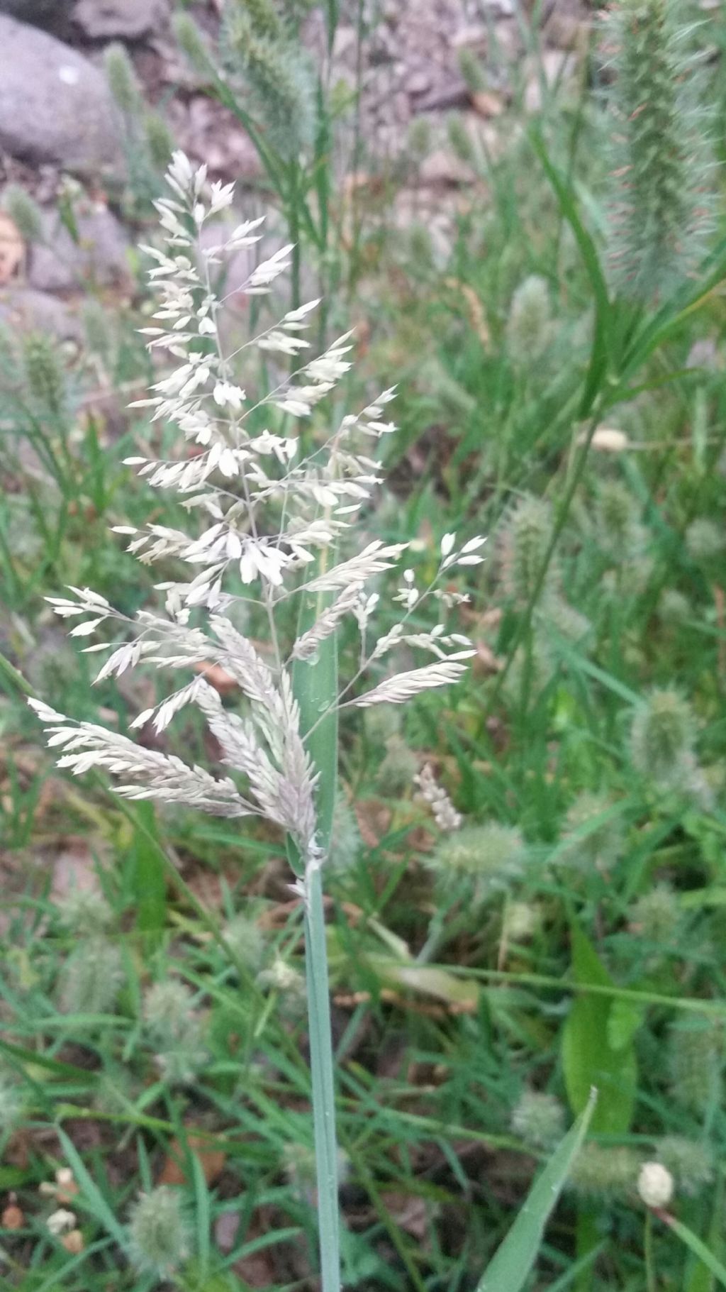 Holcus cfr. lanatus  (Poaceae)